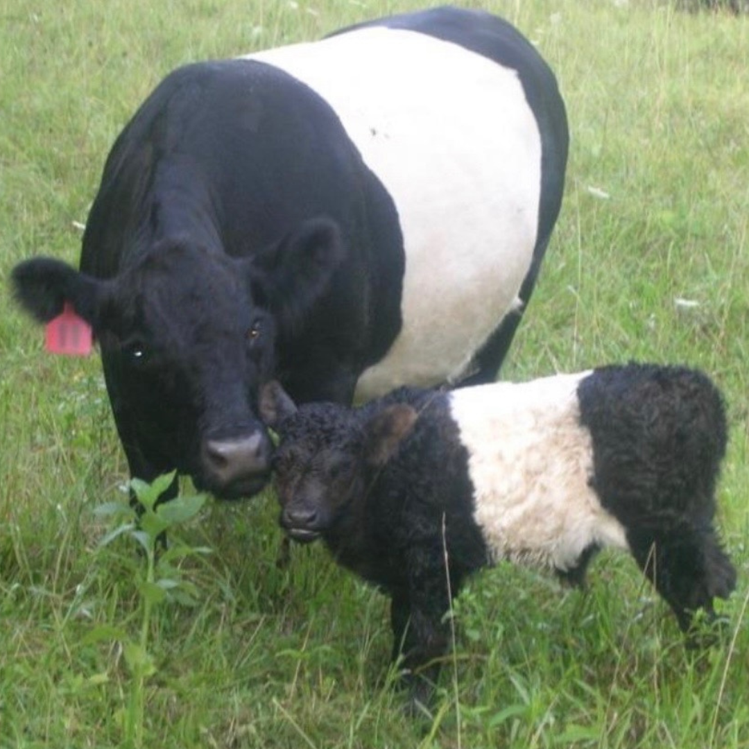 Cows on the Iron Shamrock Farm